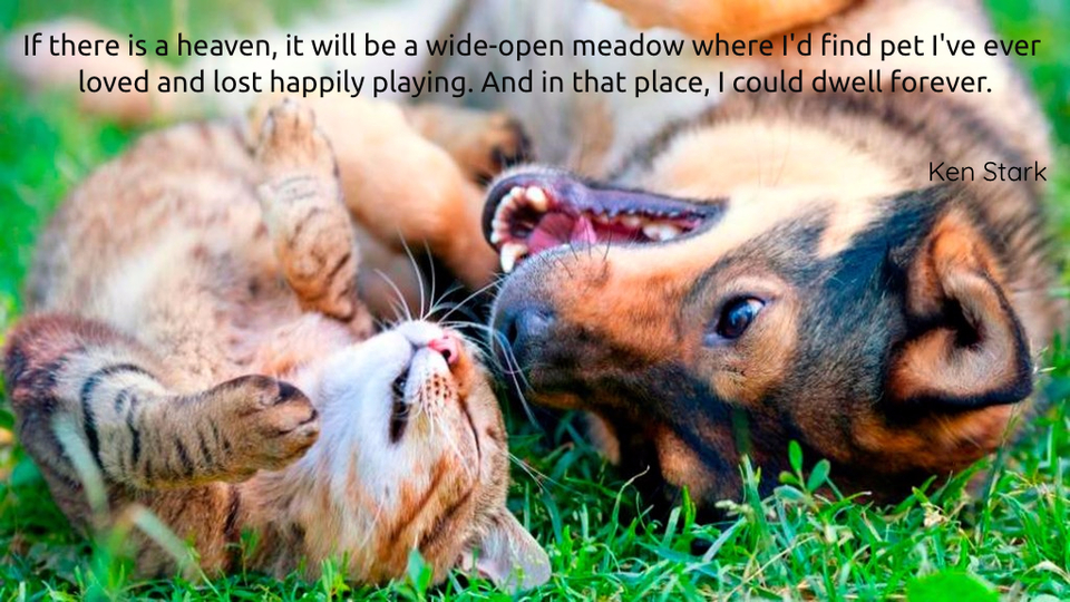 1503477946138-if-there-is-a-heaven-it-will-be-a-wide-open-meadow-where-i-could-spend-all-of-time-with.jpg