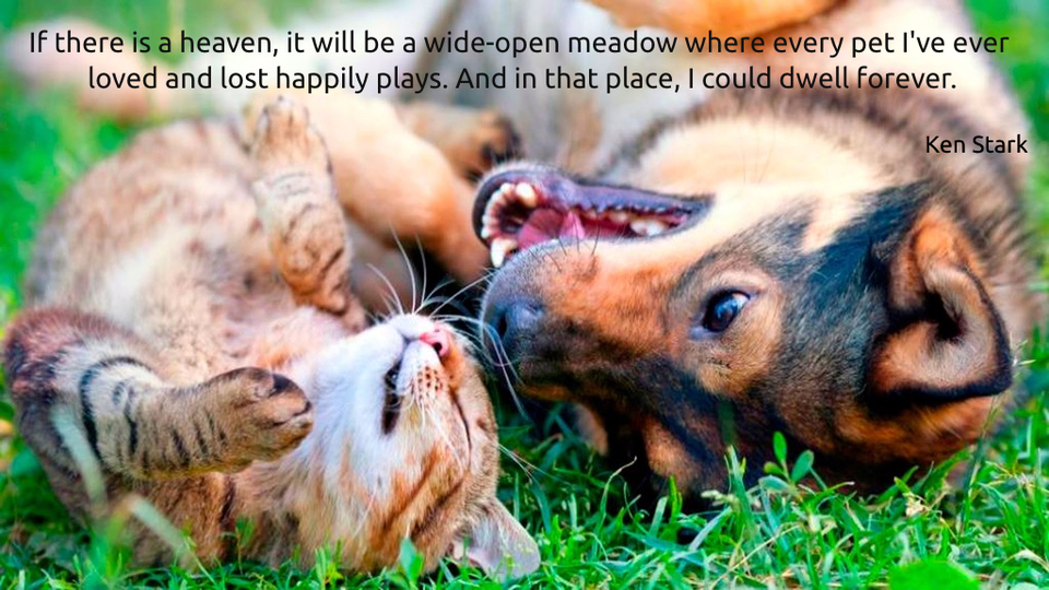 1503478172699-if-there-is-a-heaven-it-will-be-a-wide-open-meadow-where-i-could-spend-all-of-time-with.jpg