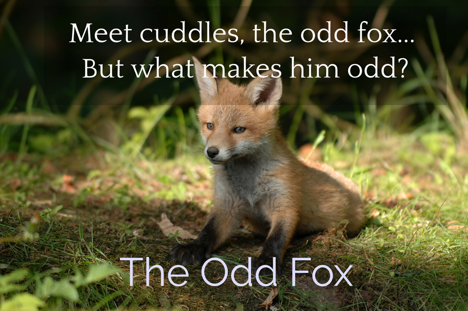 1564854513284-meet-cuddles-the-odd-fox-but-what-makes-him-odd.jpg