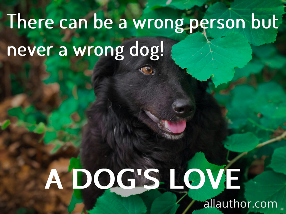 1599254774277-there-can-be-a-wrong-person-but-never-a-wrong-dog.jpg