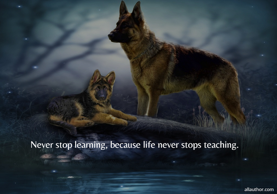 1646923037622-never-stop-learning-because-life-never-stops-teaching.jpg