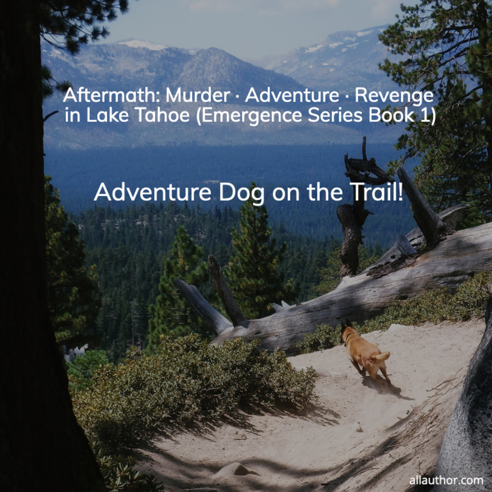 1665849863615-adventure-dog-on-the-trail.jpg