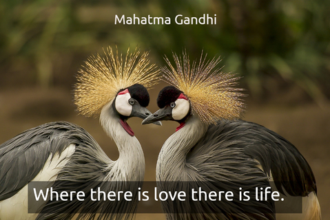 where there is love there is life...