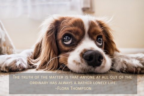 the truth of the matter is that anyone at all out of the ordinary has always a rather...