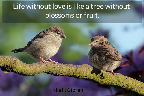 life without love is like a tree without blossoms or fruit...