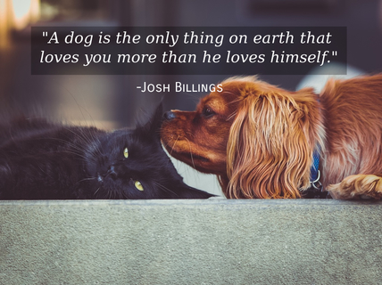 a dog is the only thing on earth that loves you more than he loves himself...