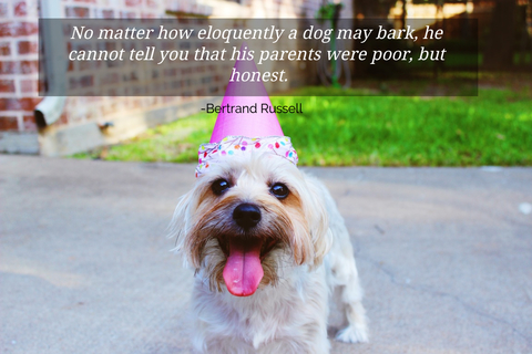 no matter how eloquently a dog may bark he cannot tell you that his parents were poor...