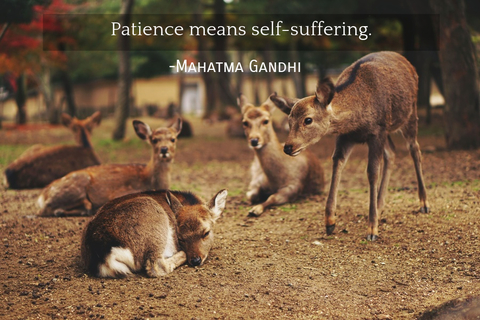 patience means self suffering...