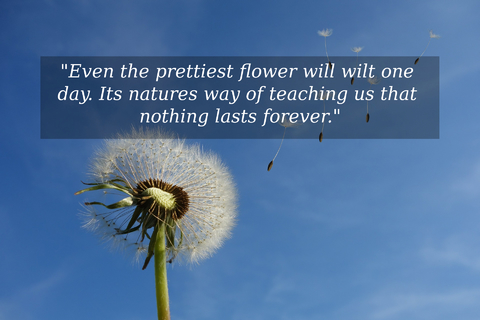 even the prettiest flower will wilt one day its natures way of teaching us that nothing...