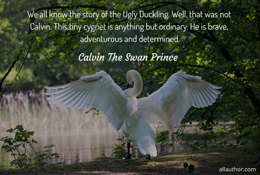 1651341339091-we-all-know-the-story-of-the-ugly-duckling-well-that-was-not-calvin-this-tiny-cygnet.jpg